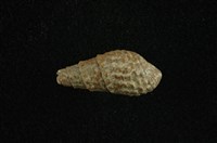 藏品(瘤蜷)的圖片